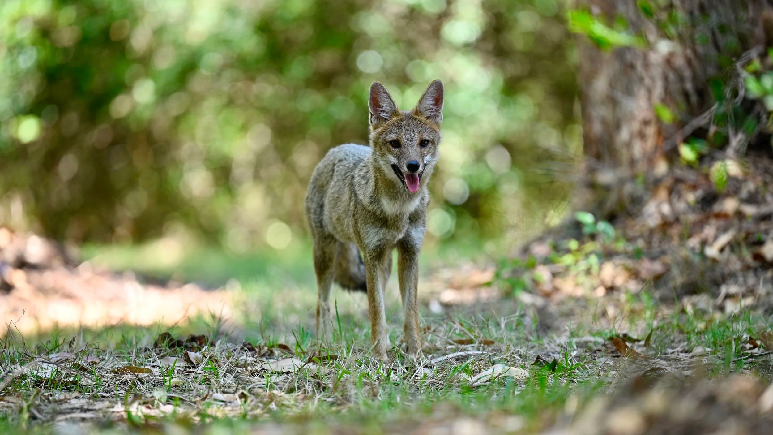 TGS resident fox in natural habitat